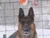cwhaos_7yr9mos12