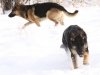 wchaos7yr9moglorytoo29wks_1