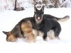 wchaos7yr9moglorytoo29wks_2