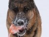 wchaos_7yr9mos11