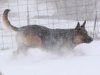 wchaos_7yr9mos5