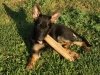 wglorytoo_12wks26