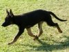 wglorytoo_12wks45