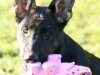 wglorytoo_15wks_head1