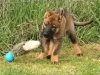 whesed_11wks12