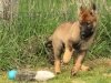 whesed_11wks13