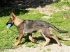 whesed_16wks16