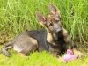 whesed_16wks49