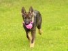 whesed_16wks51