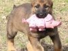 whesed_8wks10