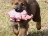 whesed_8wks13