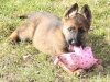 whesed_8wks21