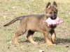 whesed_8wks9