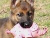 whesed_8wks9_0