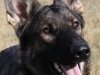 whesed_9mos_head6