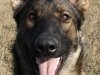 whesed_9mos_head8