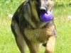 wjamboree-21wks2