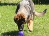 wjamboree-21wks30