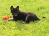 wll9wks-orange1