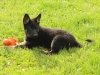 wll9wks-orange2