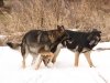 wquasiglorytoo_dec14_2