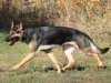 wgg2yr4mo_soleil_trot3